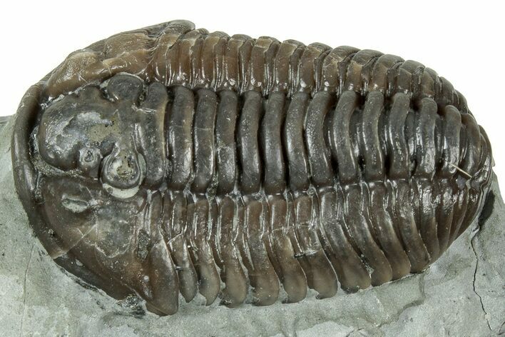 Prone Flexicalymene Trilobite - Mt Orab, Ohio #358147